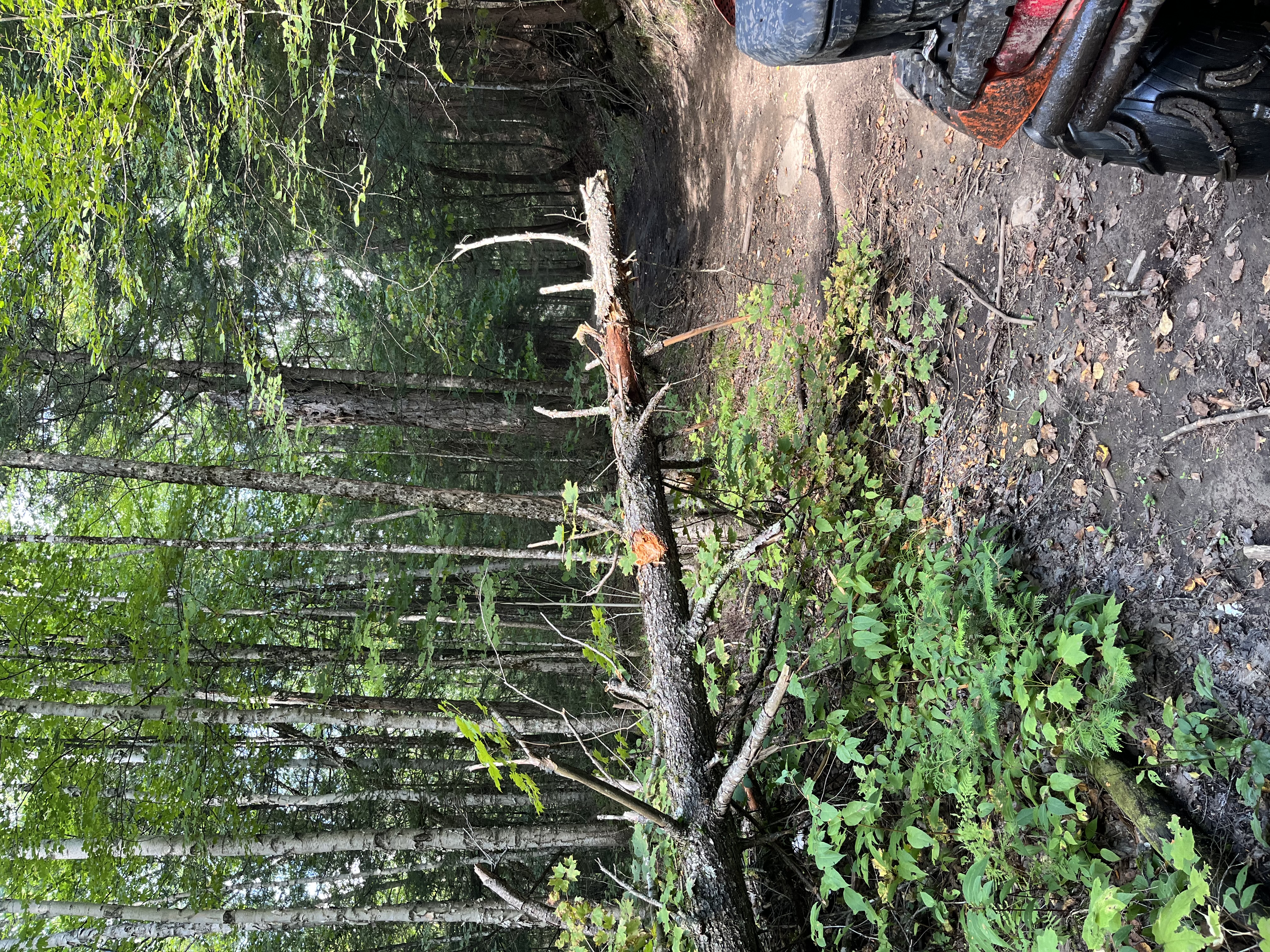 Trail Hazard Photos