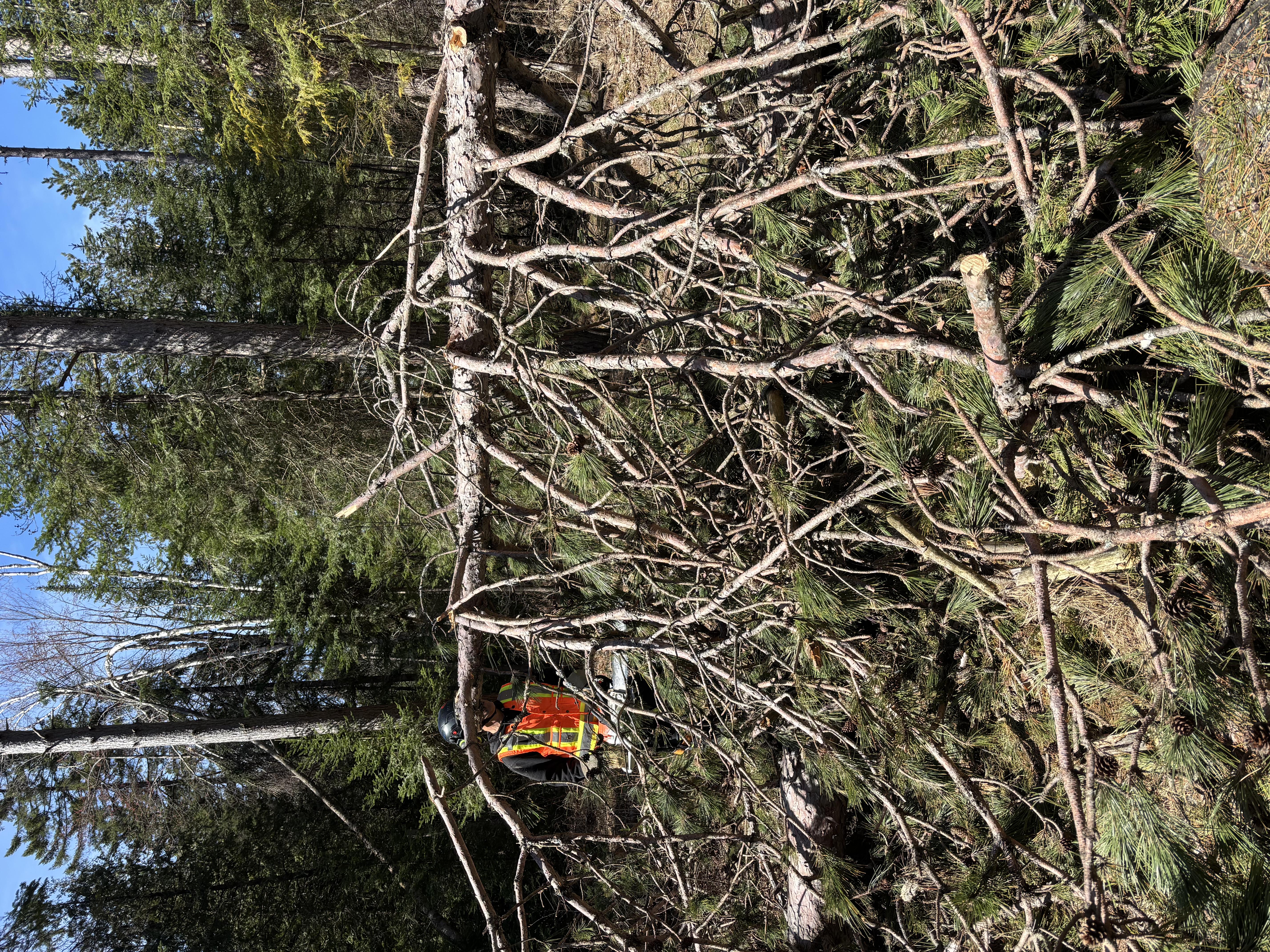 Trail Hazard Photos