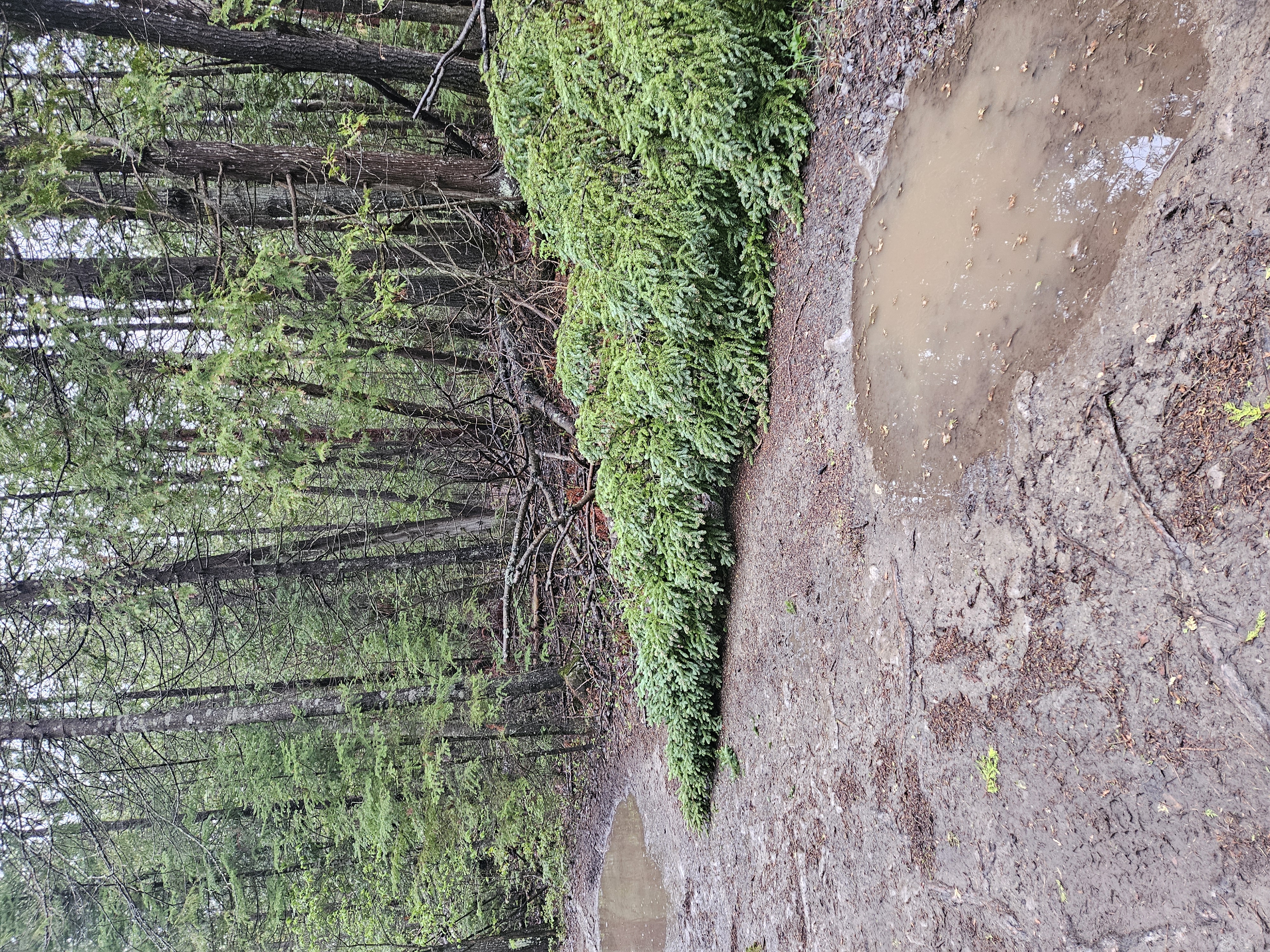 Trail Hazard Photos